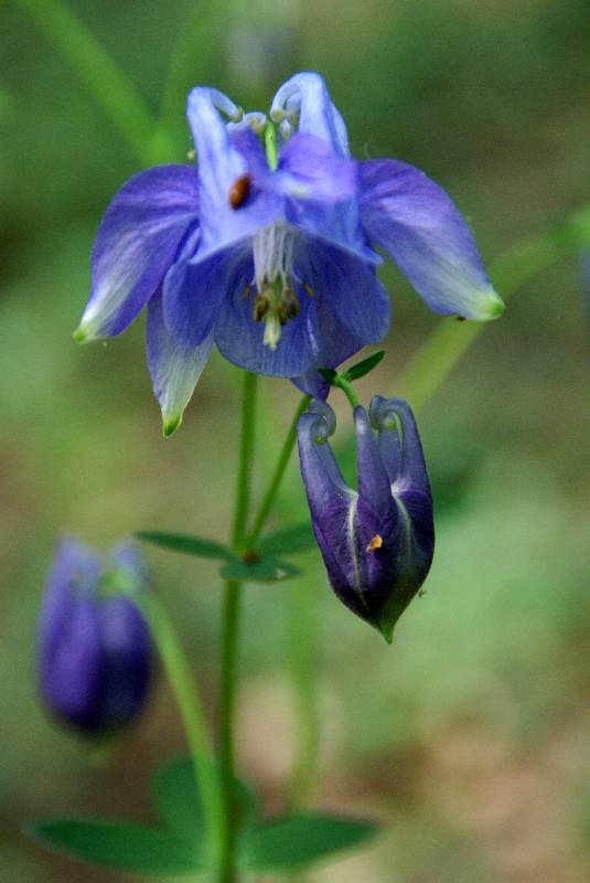 Unser Orchideenpark Bild Nr.074